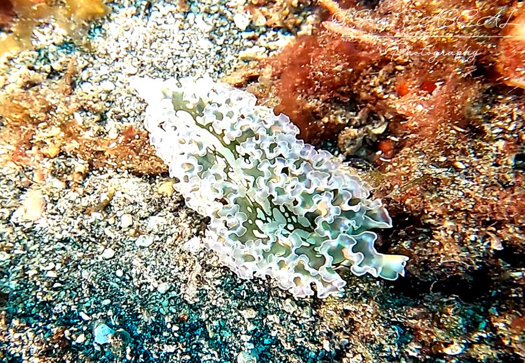 Limace - web Limace de mer frisee