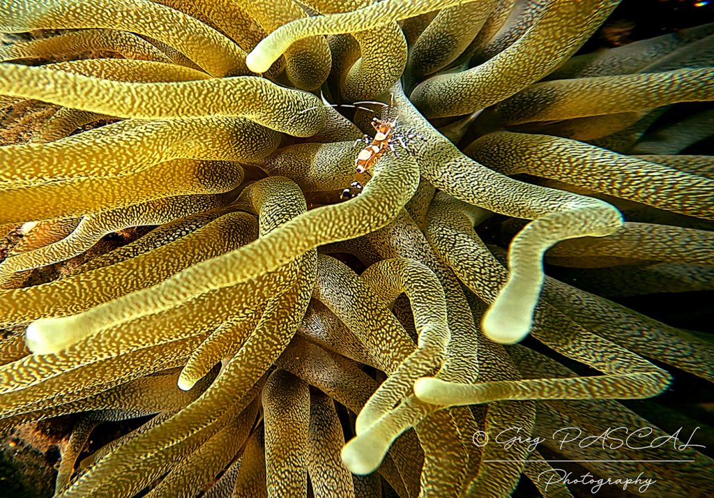 Crevette Yucatan Crevette Yucatan
