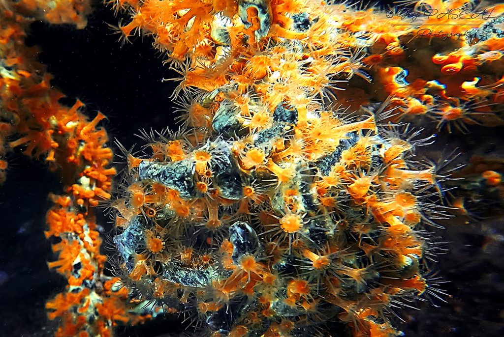 Gorgone arborescente doree - web Gorgone arborescente doree - web