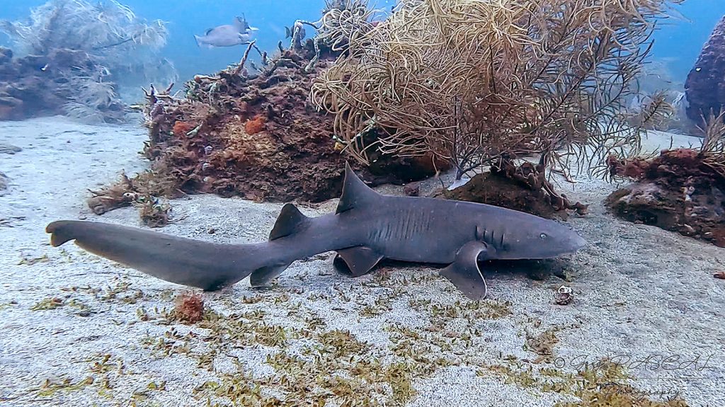 Requin-JDNeptune - Web Requin-JDNeptune - Web