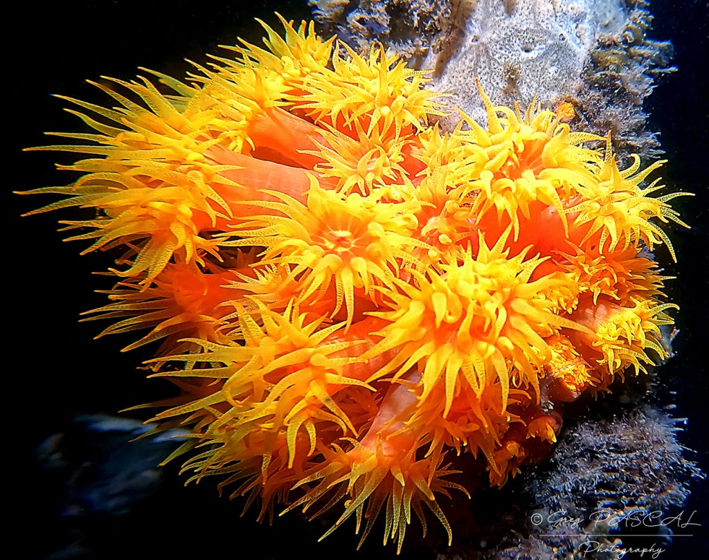 Tubastree orange - web Tubastree orange - web