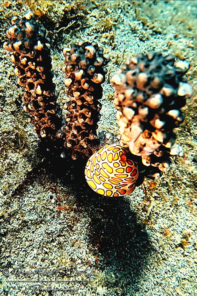Monnaie caraïbe a ocelles - web Monnaie caraïbe a ocelles - web